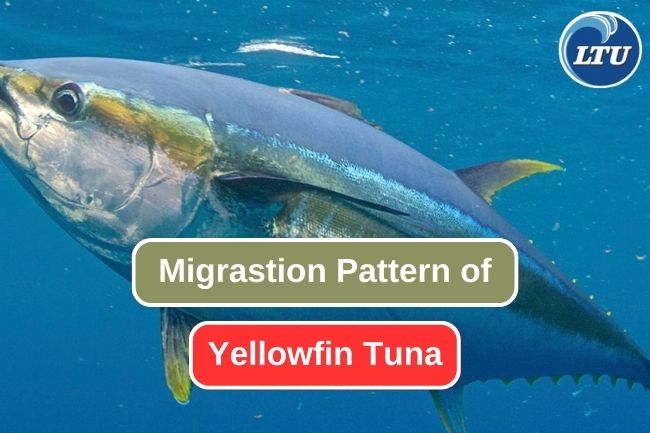 Tracking the Seasonal Migration of Yellowfin Tuna